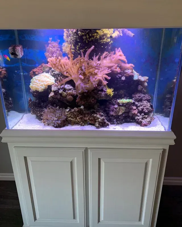 A large aquarium filled with corals and fish is sitting on top of a white cabinet.