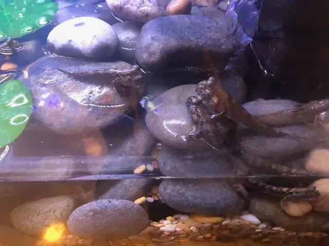 A frog is swimming in a tank filled with rocks and water.