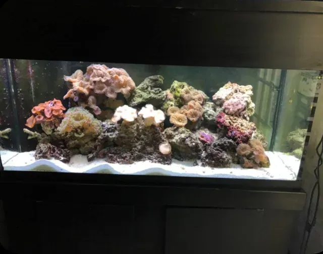 A large aquarium filled with lots of corals and fish.