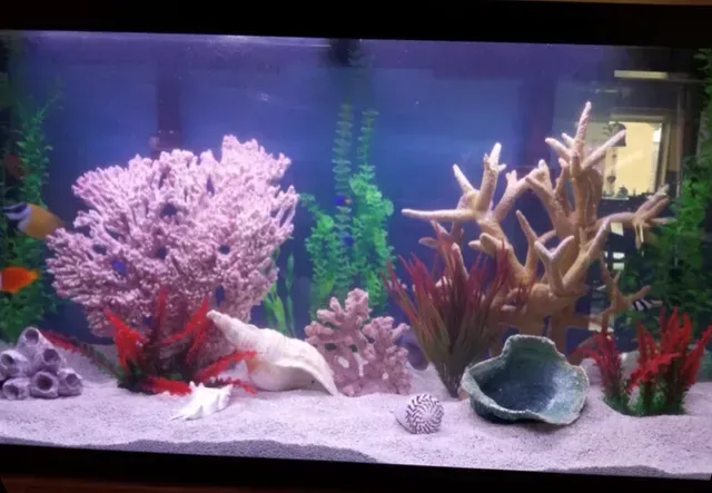 A fish tank filled with corals and seashells