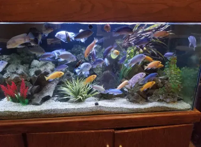 A large fish tank filled with lots of fish and plants.