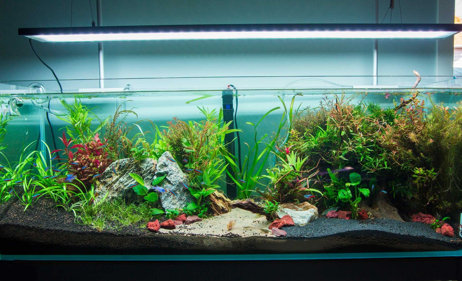 A big aquarium filled with lots of fish and plants.
