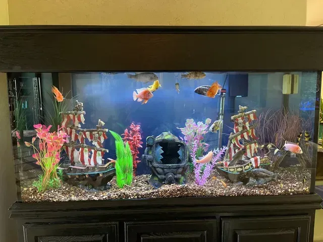 A large fish tank filled with lots of fish and decorations.