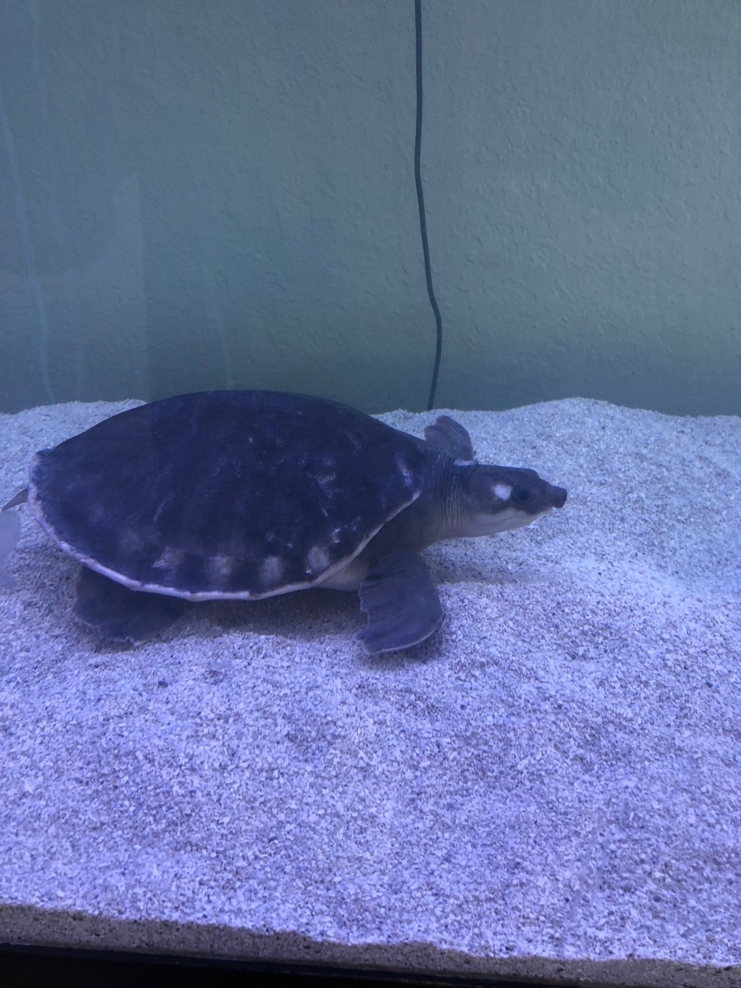 A turtle is swimming in a tank of water.