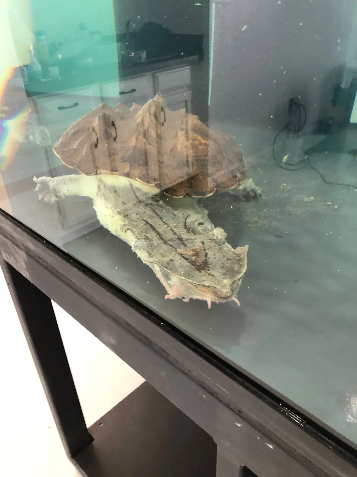 A turtle is swimming in a tank on a table.