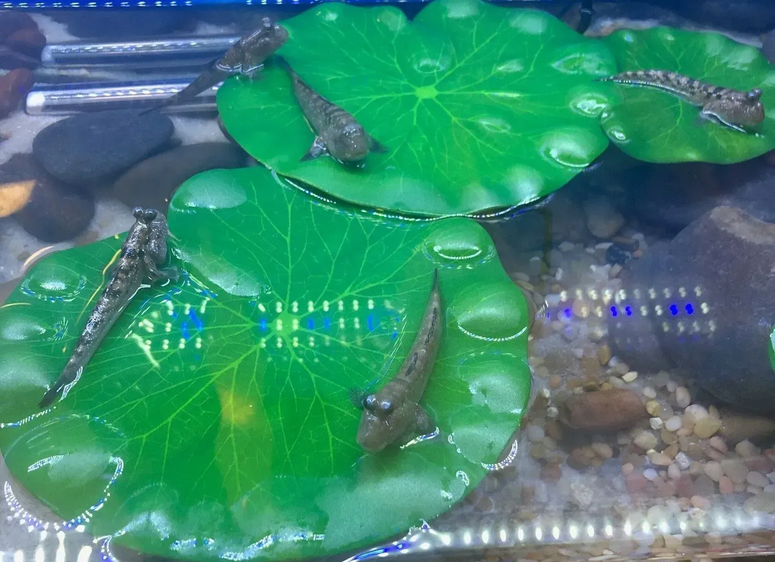 A frog is sitting on a green leaf in a tank