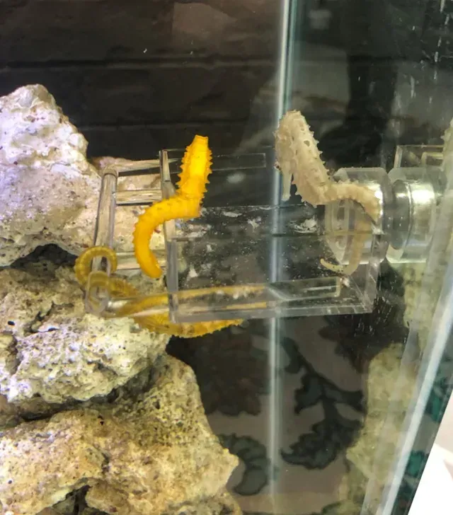A yellow seahorse is sitting on top of a rock in a tank.