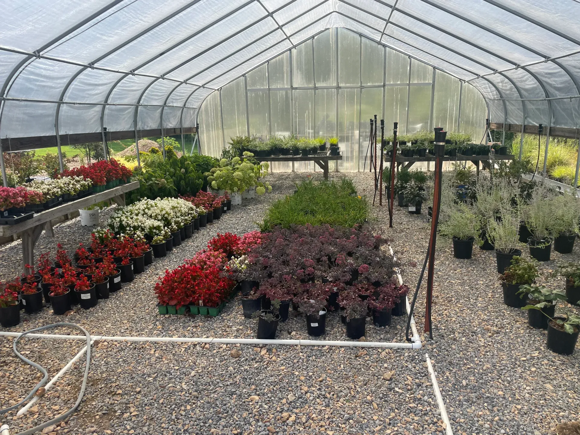 Plants in pots inside a greenhouse with a clear arched roof, gravel floor and white pipes.