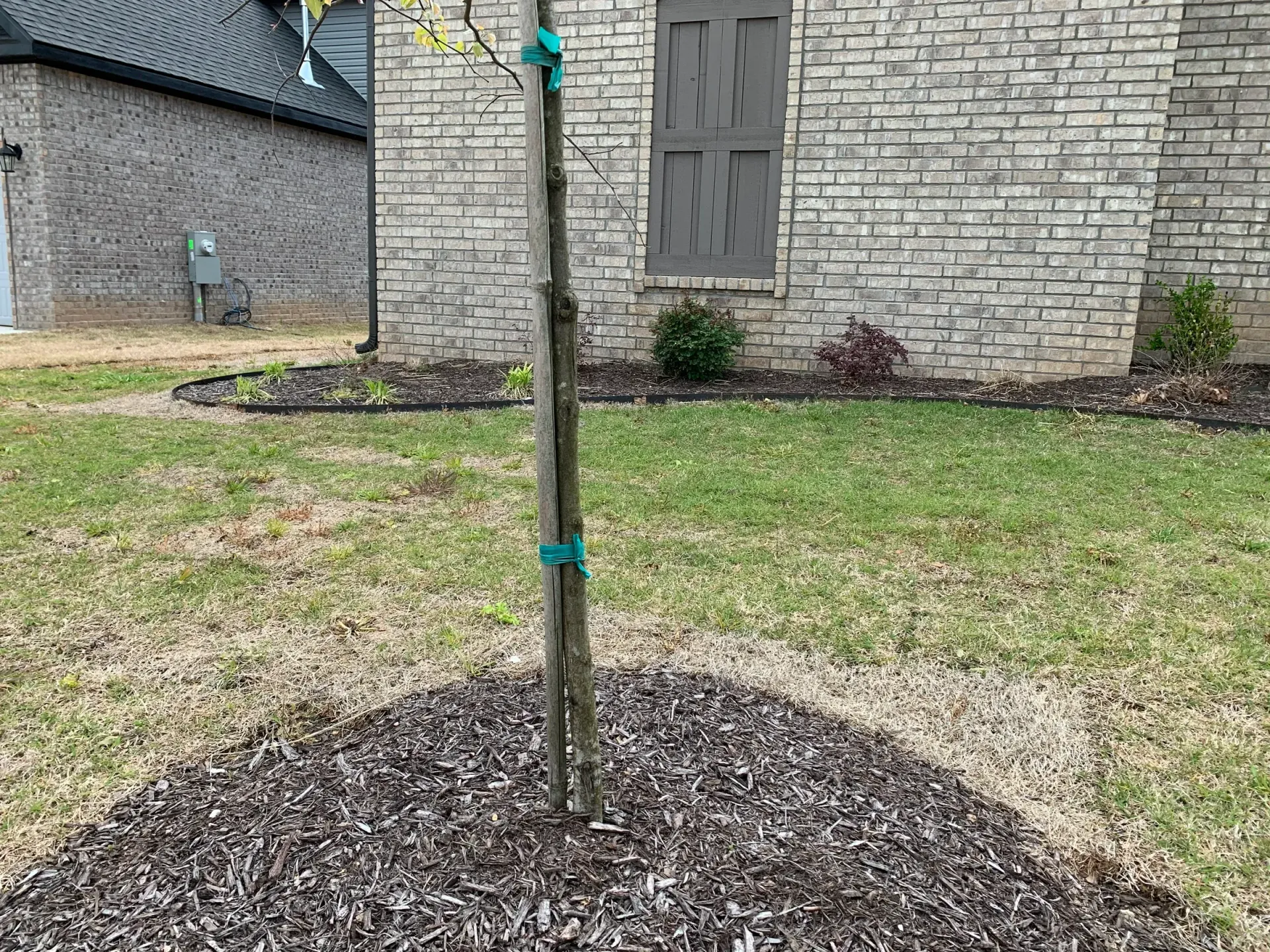 Young tree planted in mulch, supported by a stake, in front of a brick house. Green grass and yard.