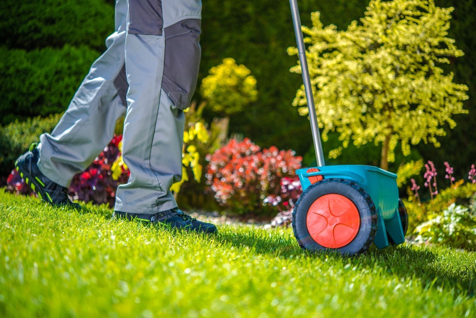 Person fertilizing lawn with a spreader in a garden, with green grass and shrubs.