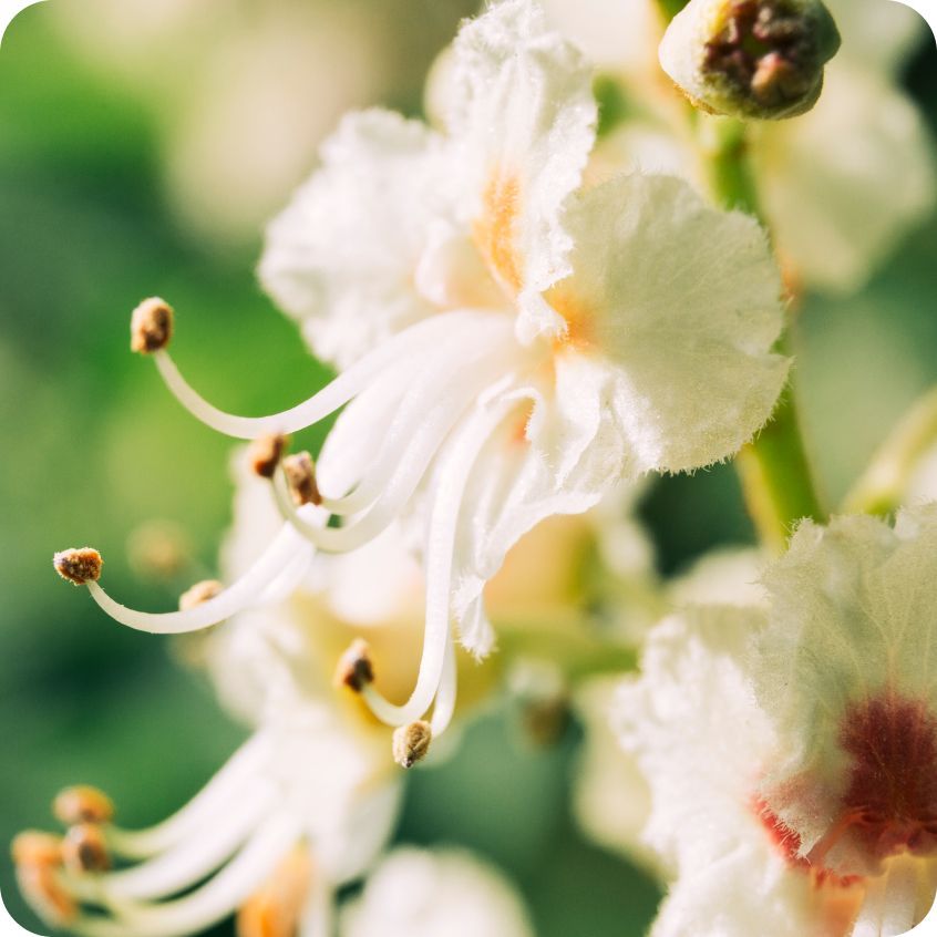 清晨的小花園擴香瓶