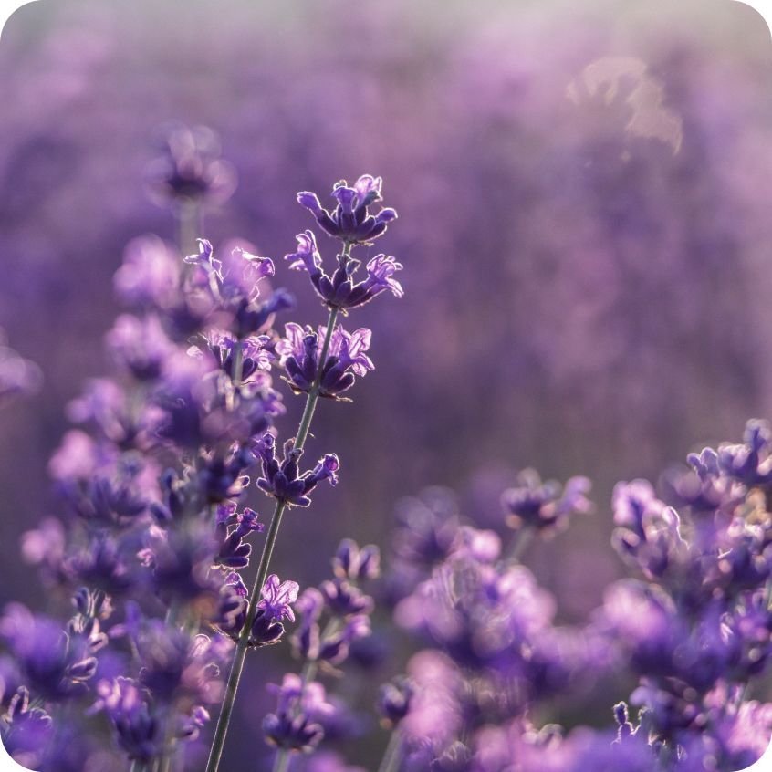 薰衣草花丘精油手工皂