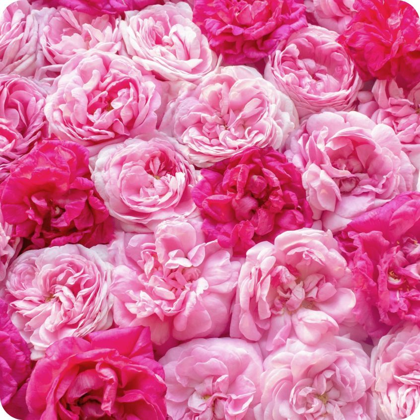 玫瑰夢境精油手工皂