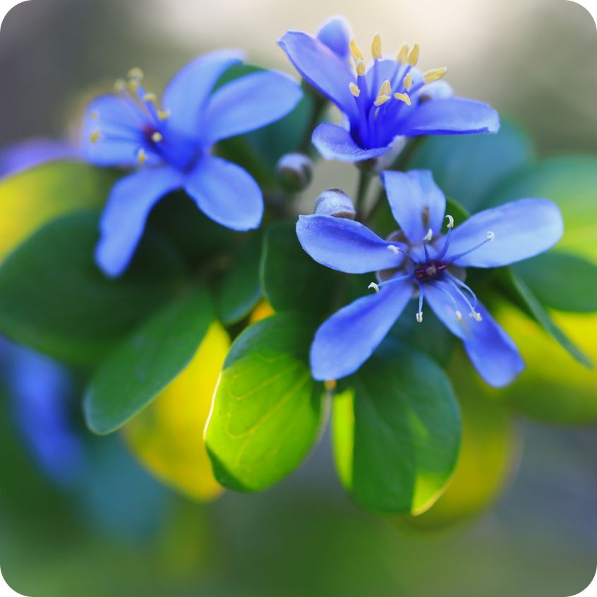 癒創木深海泥手工皂