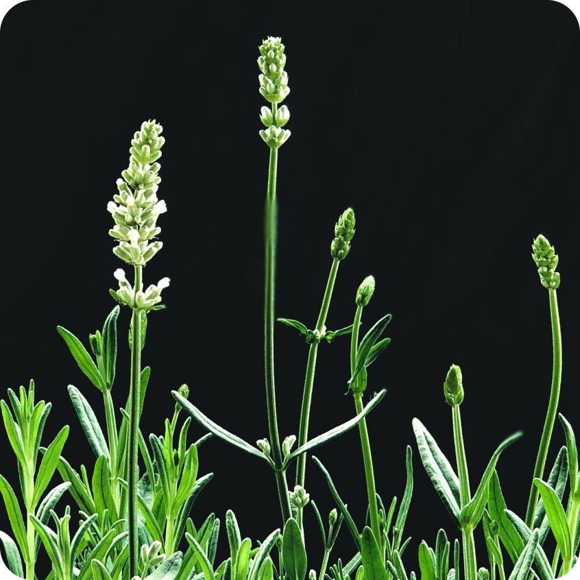 開運祈福精油手工皂