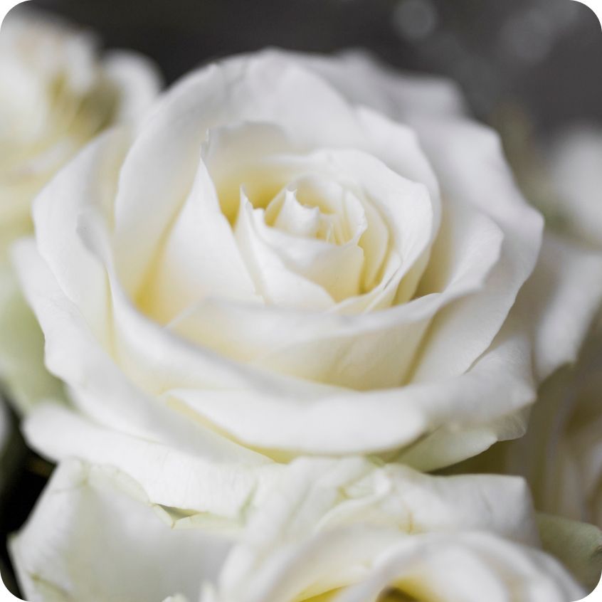 獻愛玫瑰SPA精油蠟燭