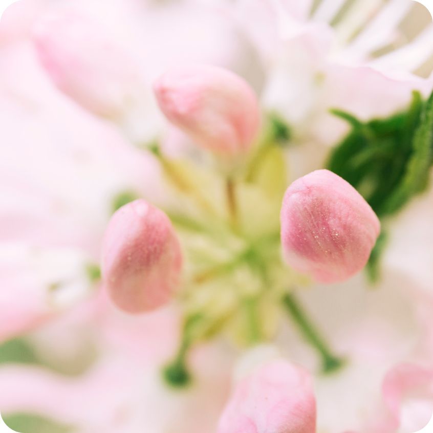 一朵自信玫瑰擴香瓶