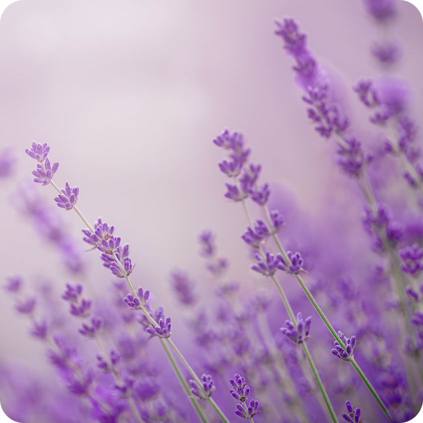 甜甜睡吧SPA精油蠟燭