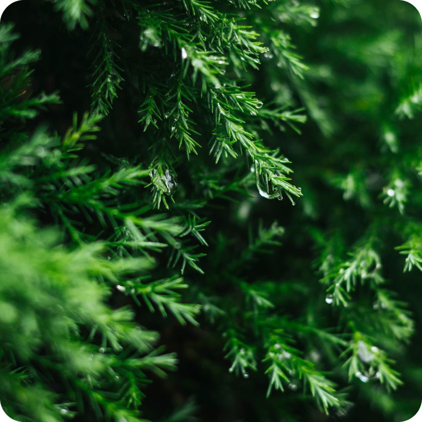 莓果季節香氛手工皂