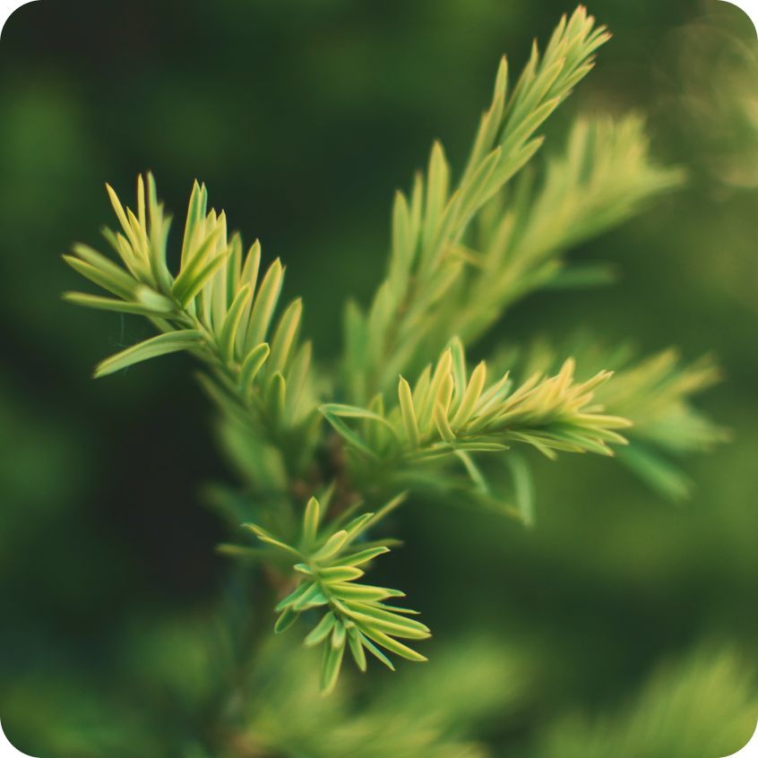 南法森林擴香瓶