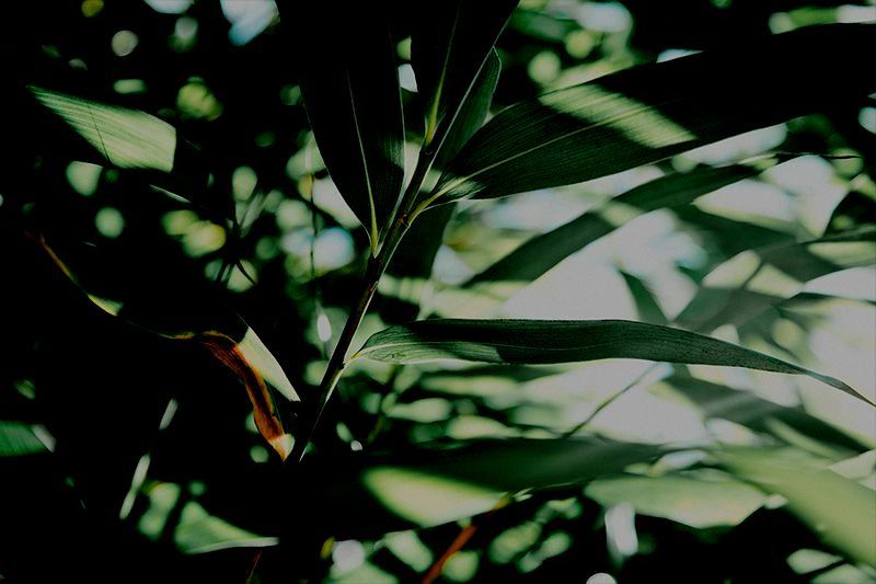 A close up of a plant with water drops on the leaves.
