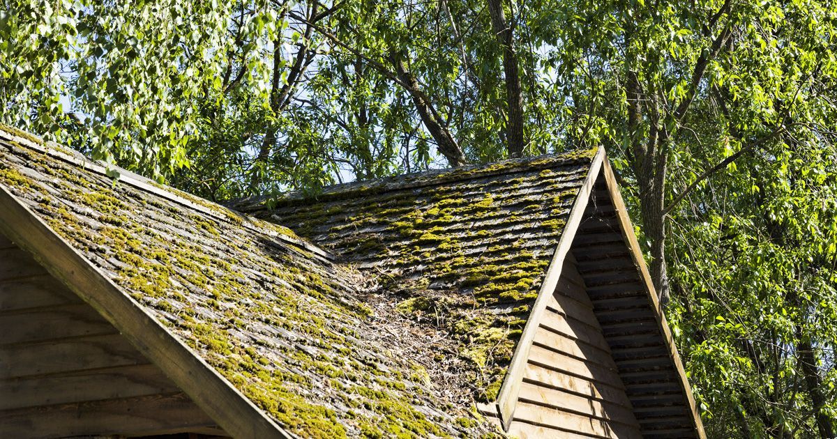 roof full of algae and moss