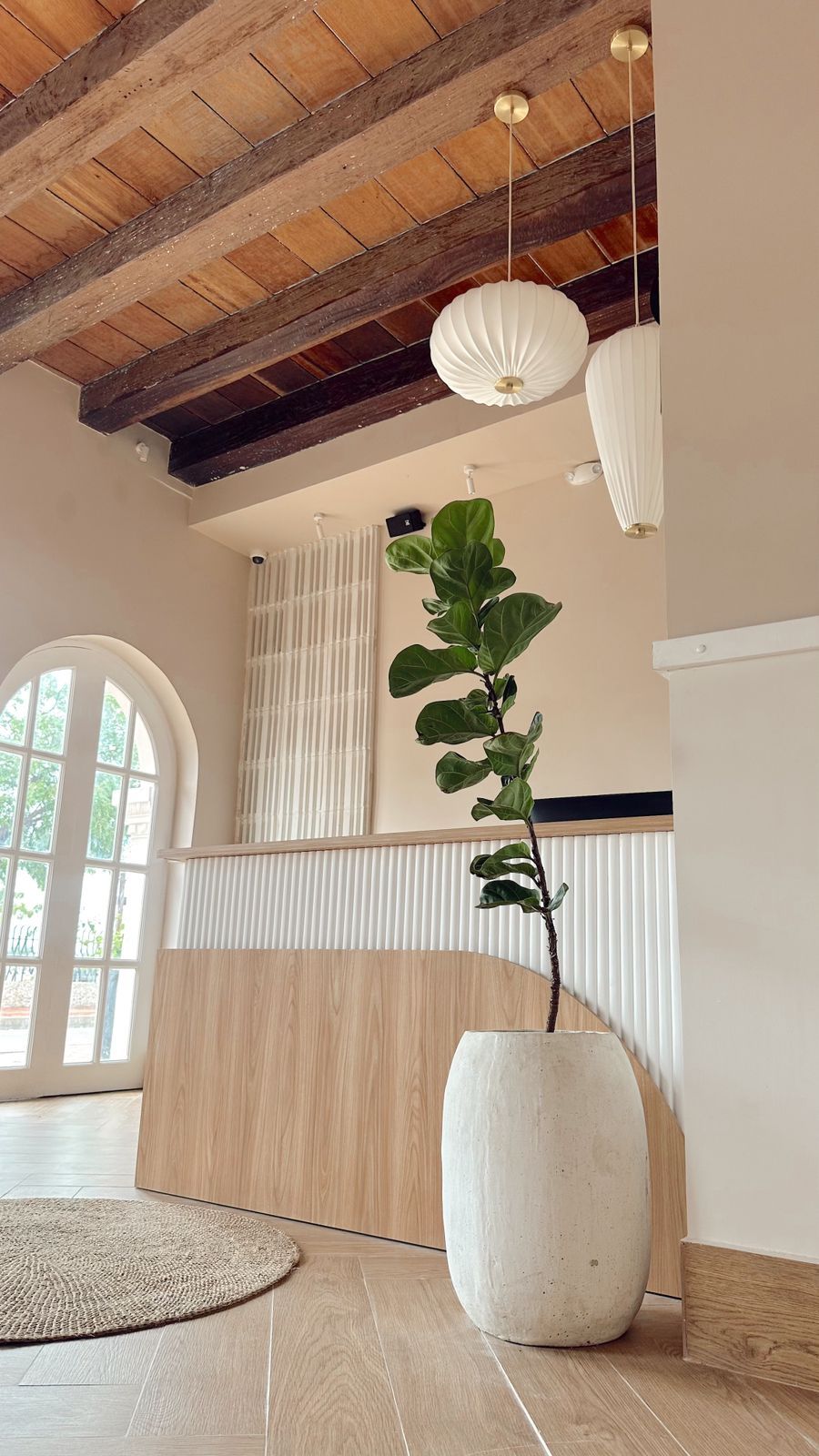 A tall fiddle-leaf fig plant in a white textured pot stands in a bright room with a wooden ceiling.