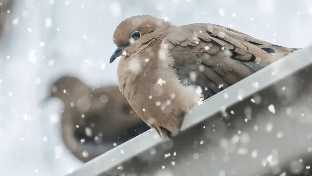 A bird is perched on a ledge in the snow.