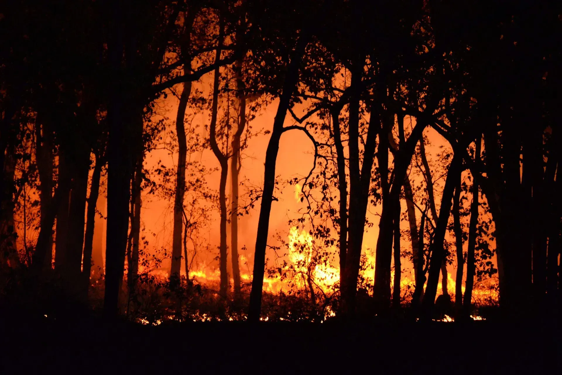 how to prepare for a bushfire