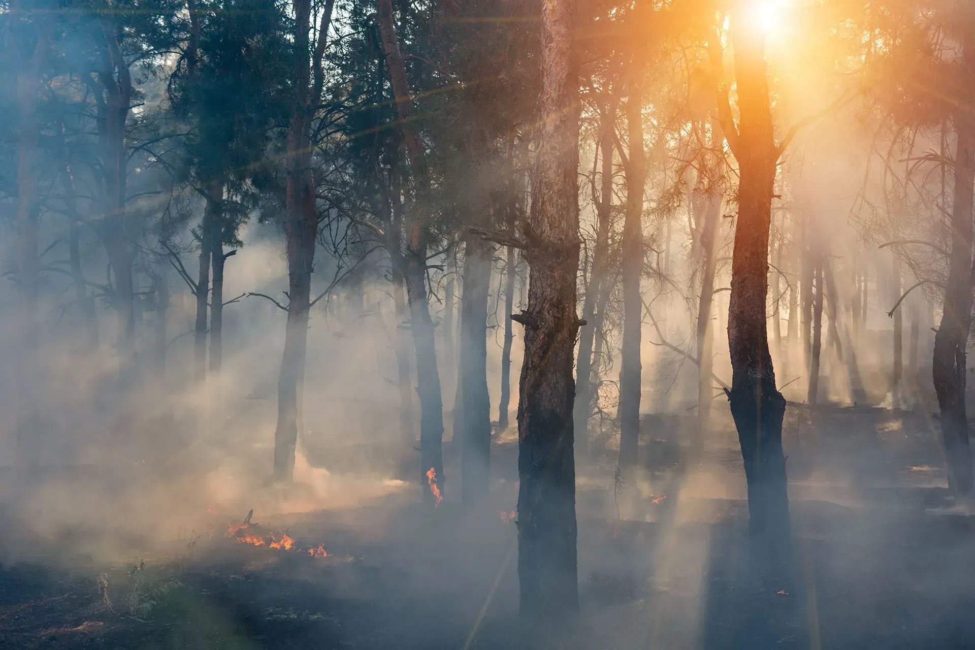 wildfire in the forest