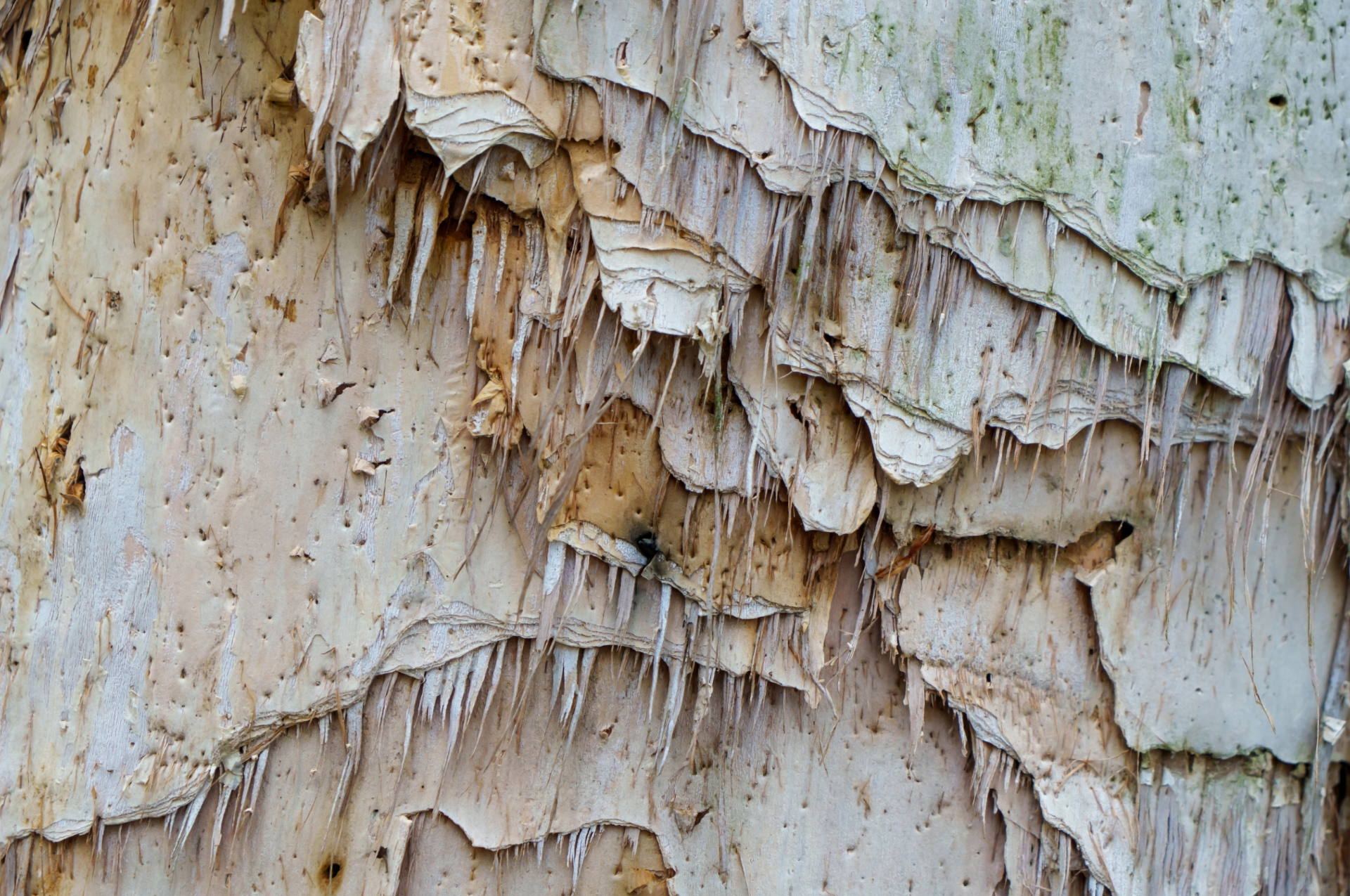 5 Australian Trees That Damage Roofs & Gutters Most