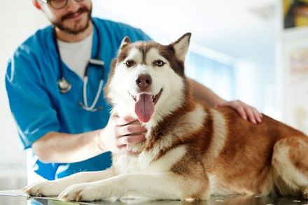 Prescriptions — Cute Siberian Husky Dog Having Examination in Pueblo, CO