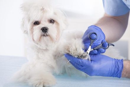 Neuters — Vet Trimming the Nails Of a White Dog in Pueblo, CO