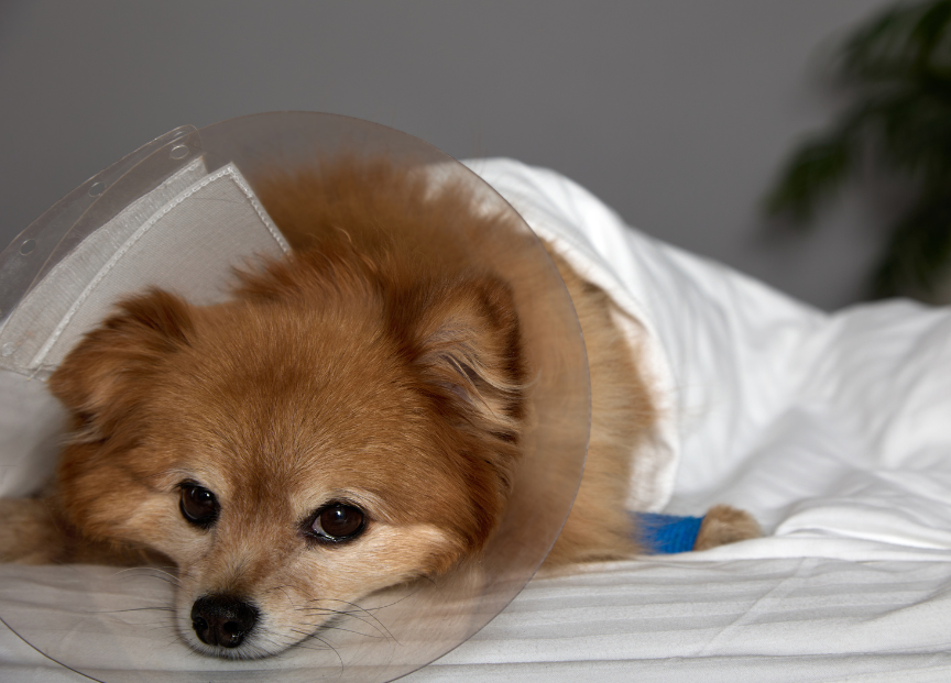 Dog and cat snuggling together