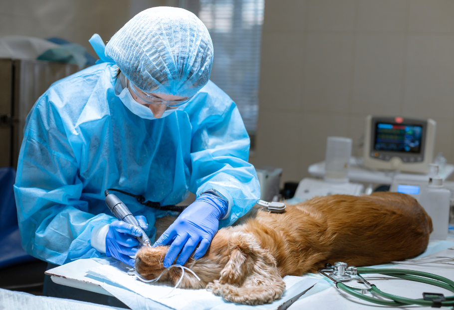 Veterinarian taking care of dog in Pueblo, CO Vet taking care of Dog in Pueblo, CO