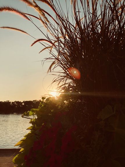 Sunset over water with silhouetted ornamental grass and a glowing sun near the horizon