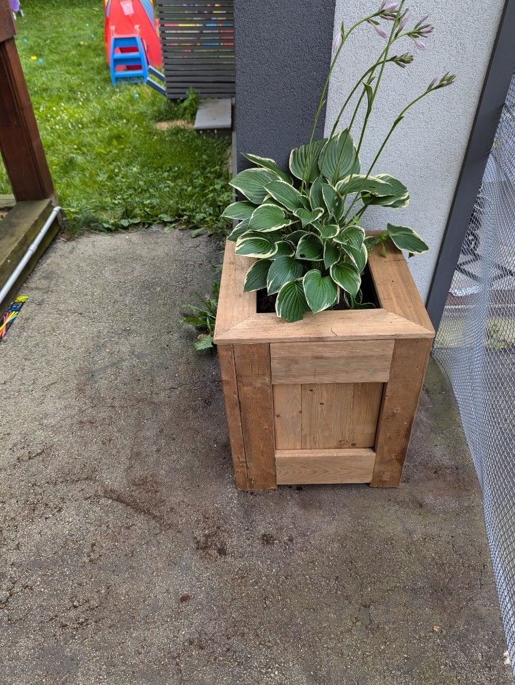 Wooden planter box with a green and white plant, set outside on concrete.