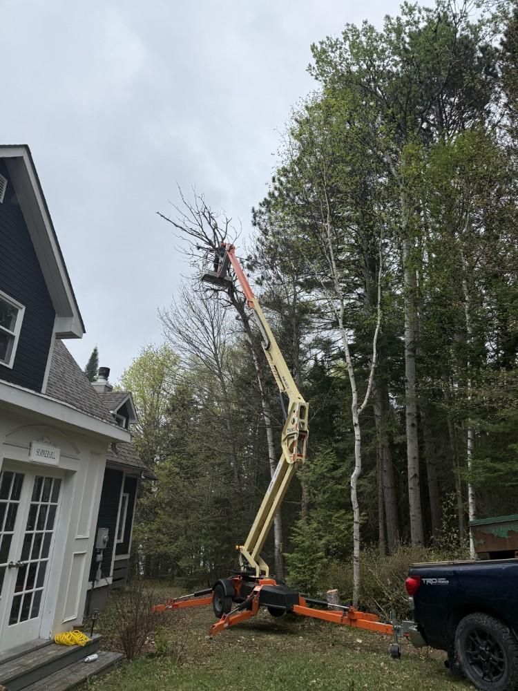 A tree trimming service uses a lift to prune a tall tree near a house, on a cloudy day.