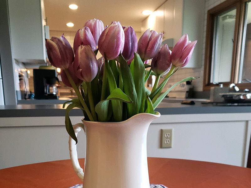 Purple tulips in a white pitcher on an orange table, kitchen in background.
