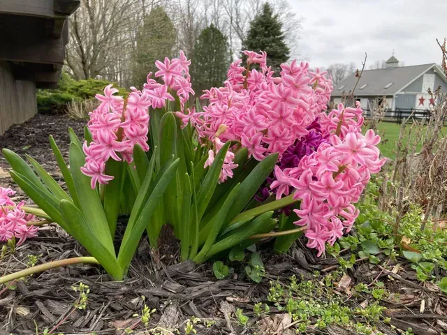 Pink hyacinth flowers blooming in a garden with a house in the background.