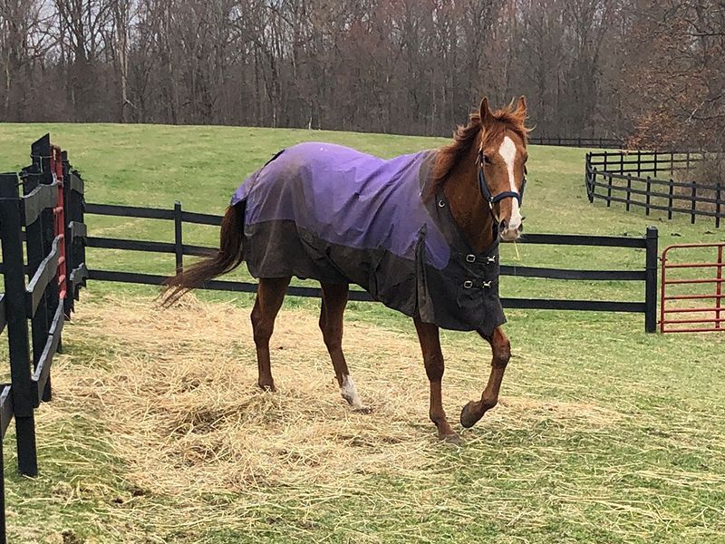 Chestnut horse with purple blanket in a grassy enclosure, walking toward the viewer.