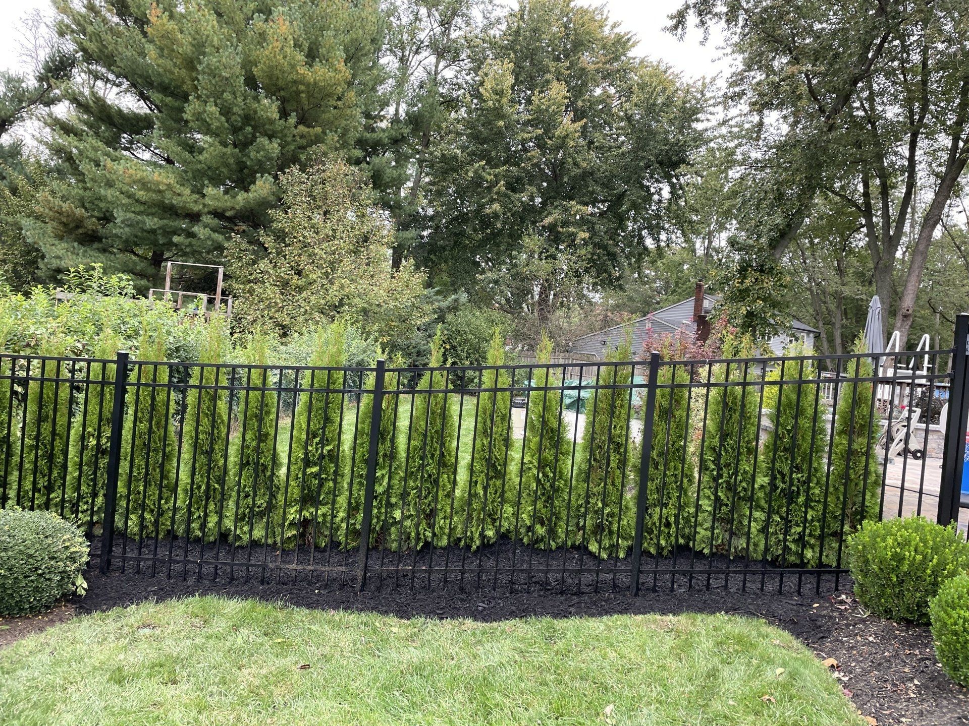 Small Evergreen Trees - Oceanport, NJ - Privacy Kings