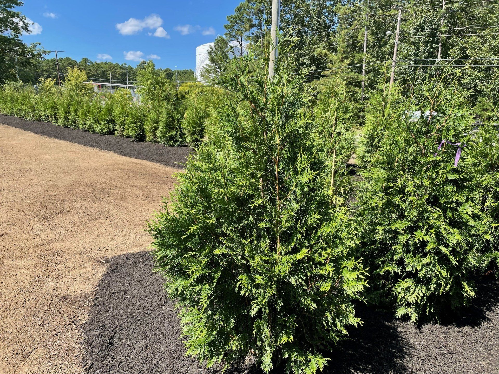 Medium Sized Hedge - Oceanport, NJ - Privacy Kings