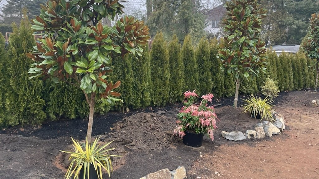 Privacy Hedge - Oceanport, NJ - Privacy Kings