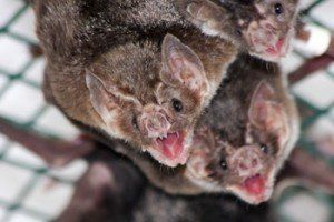 Group Of Bats — Toms River, NJ — Dynamic Pest Control