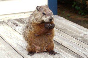 An Adult Woodchuck — Toms River, NJ — Dynamic Pest Control