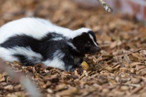 A Baby Skunk — Toms River, NJ — Dynamic Pest Control