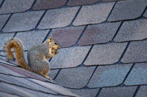 A Cute Squirrel — Toms River, NJ — Dynamic Pest Control