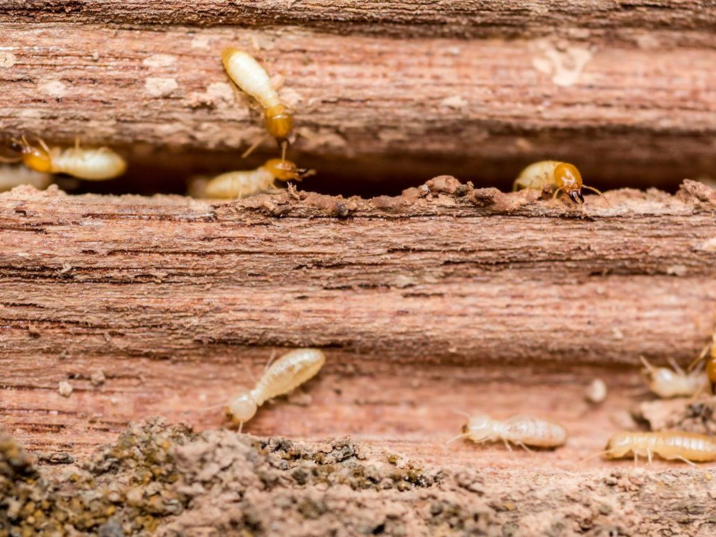Termite — Toms River, NJ — Dynamic Pest Control
