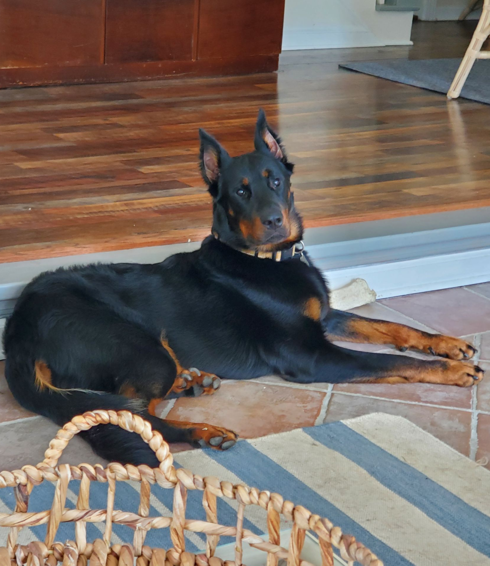 Black dog with tan markings, lying on a tile floor next to a woven basket, looking at the viewer.